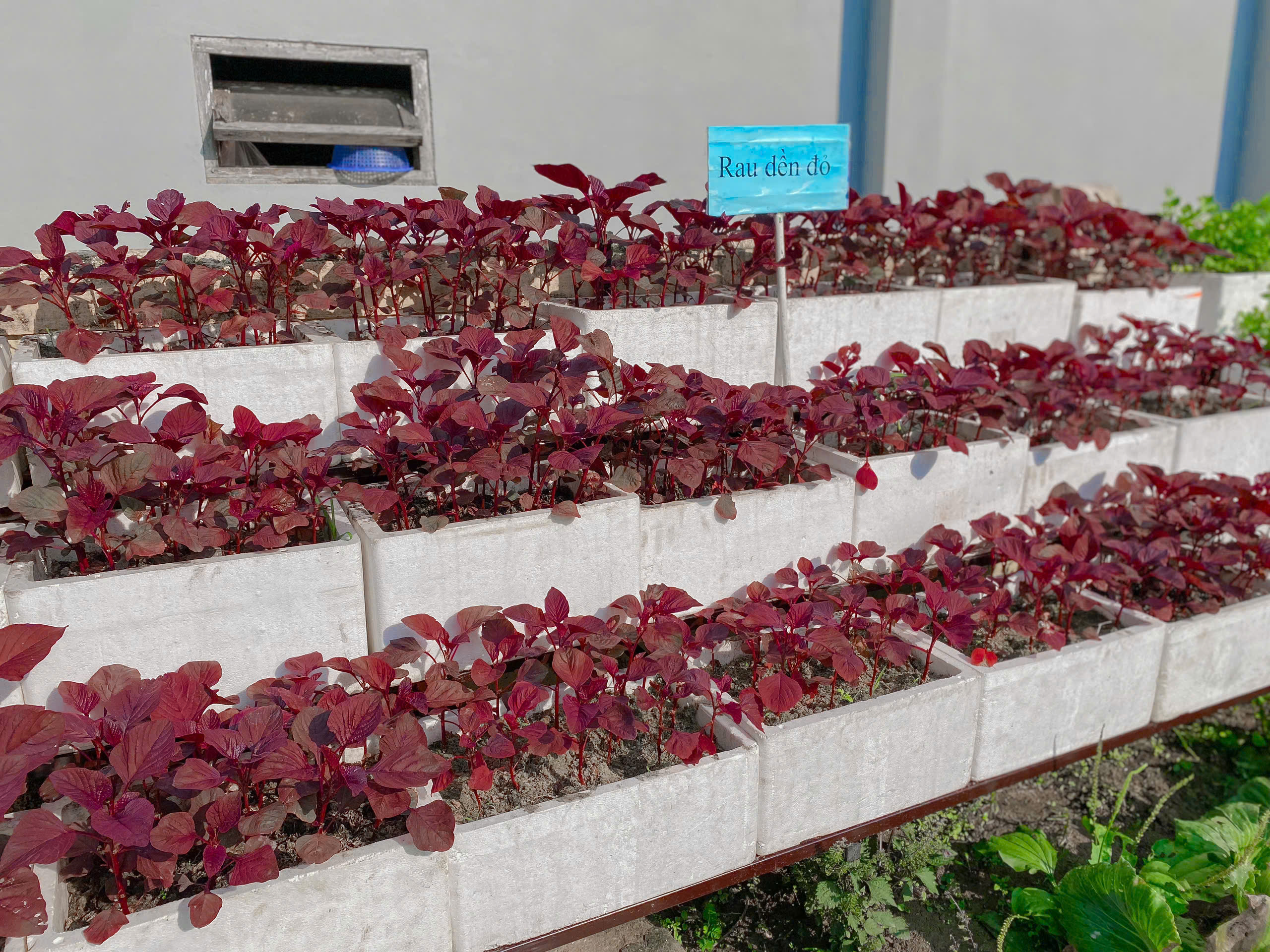 0001 vườn rau 3.jpg