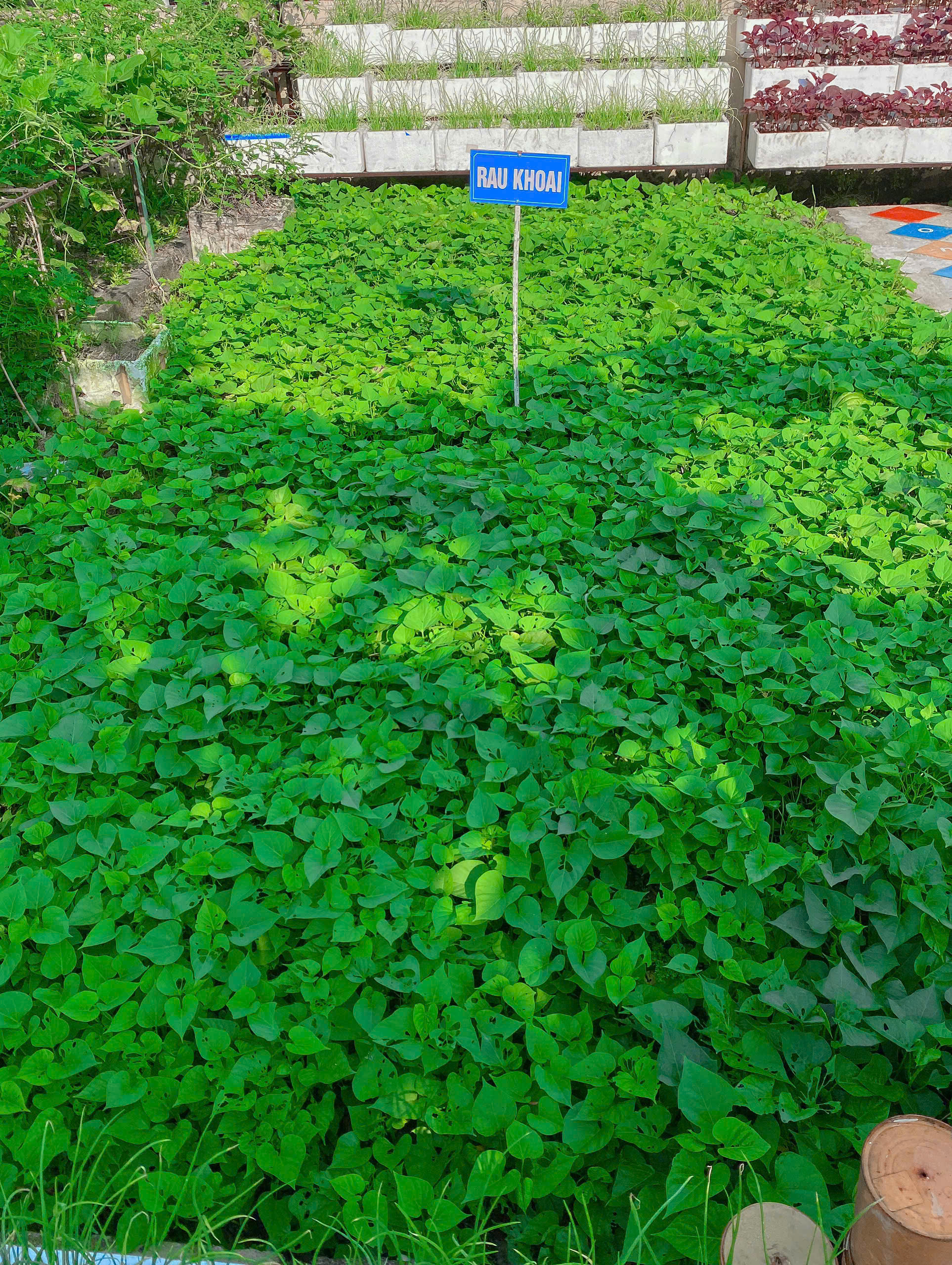0001 vườn rau 7.jpg