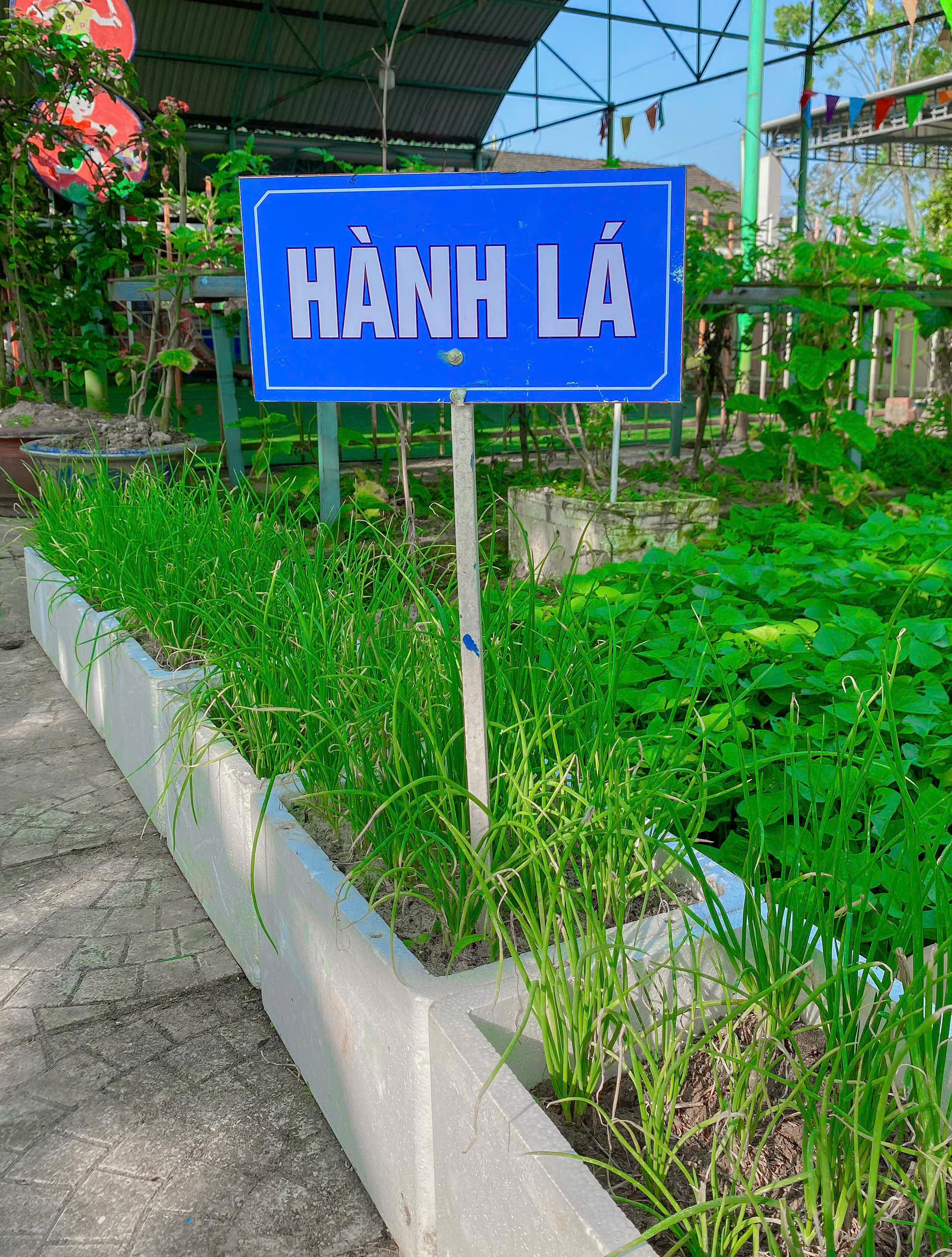 0001 vườn rau 8.jpg