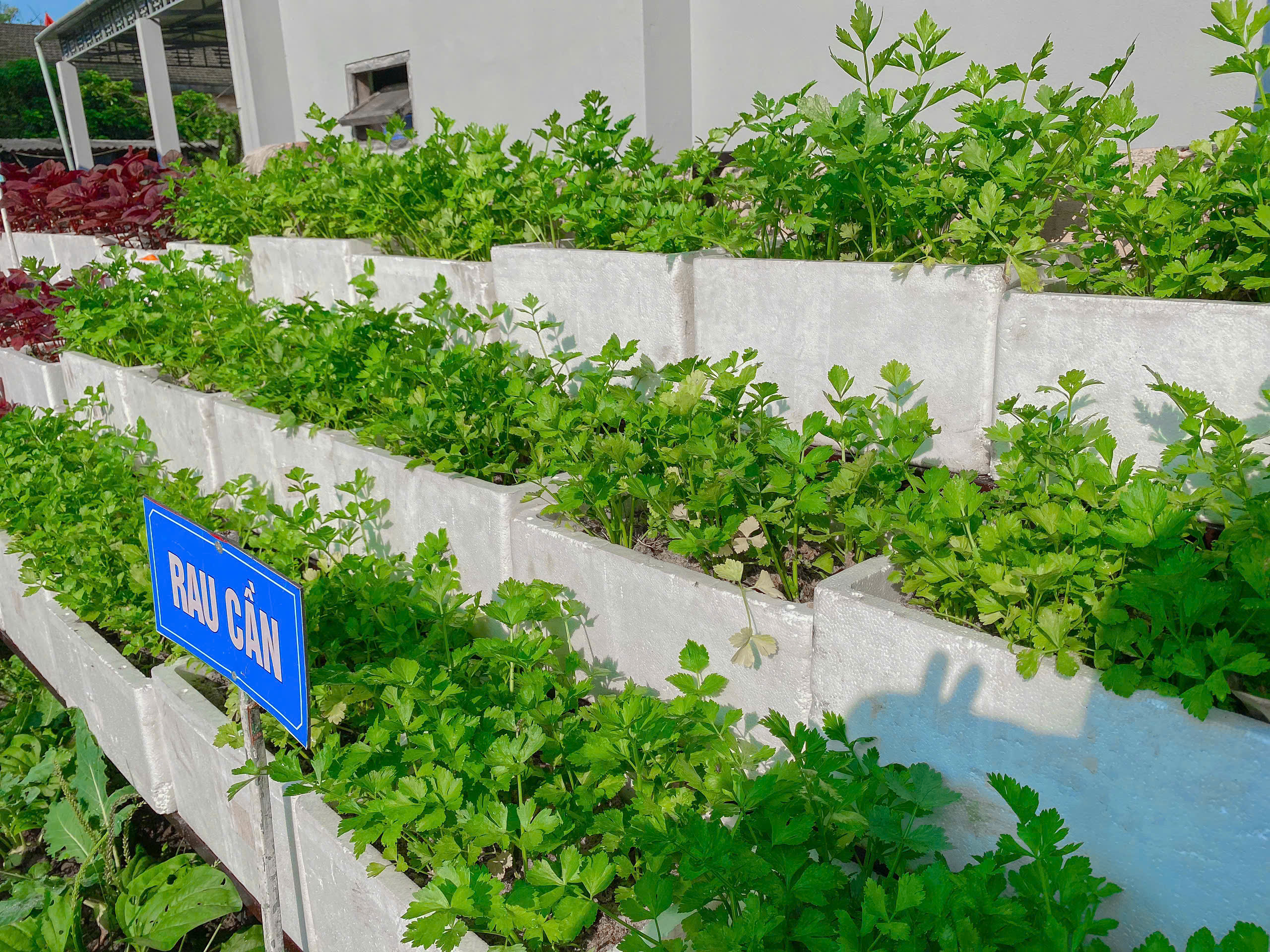 0001 vườn rau 9.jpg